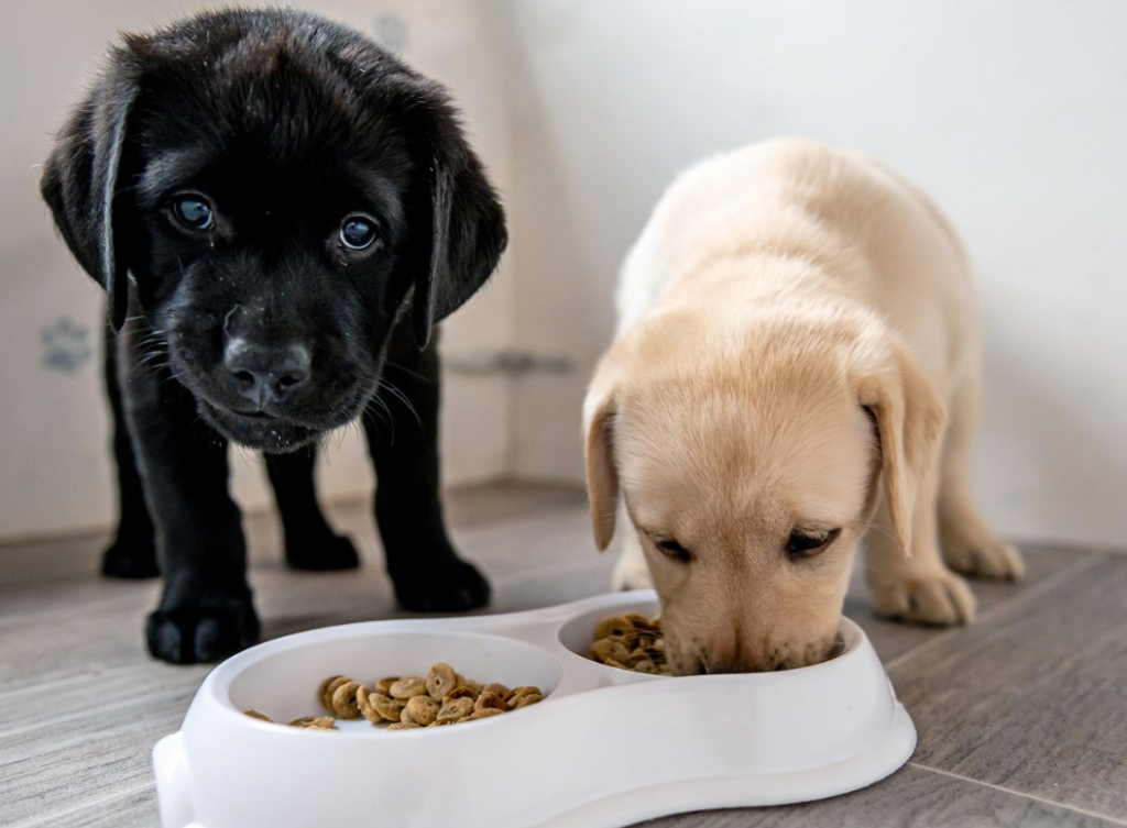 Puppy Food