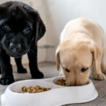 Puppy Food