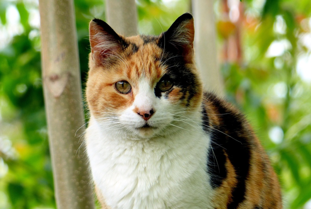 calico cat