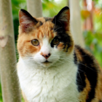 calico cat