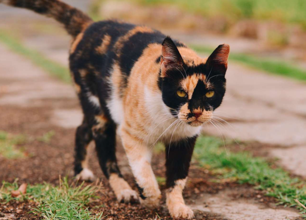calico cat