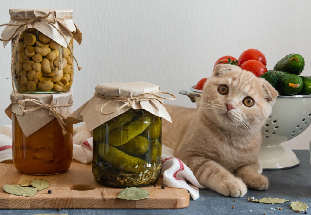Jelly-Cat-Can-Dogs- Eat-Cat-Food