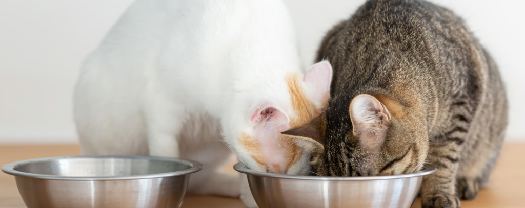 Jelly-Cat-Can-Dogs- Eat-Cat-Food