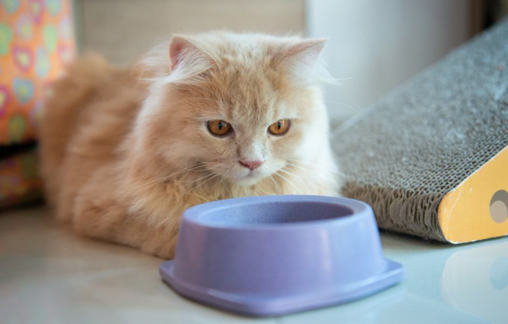 Wellhealthorganic Organic Pet Food Benefits