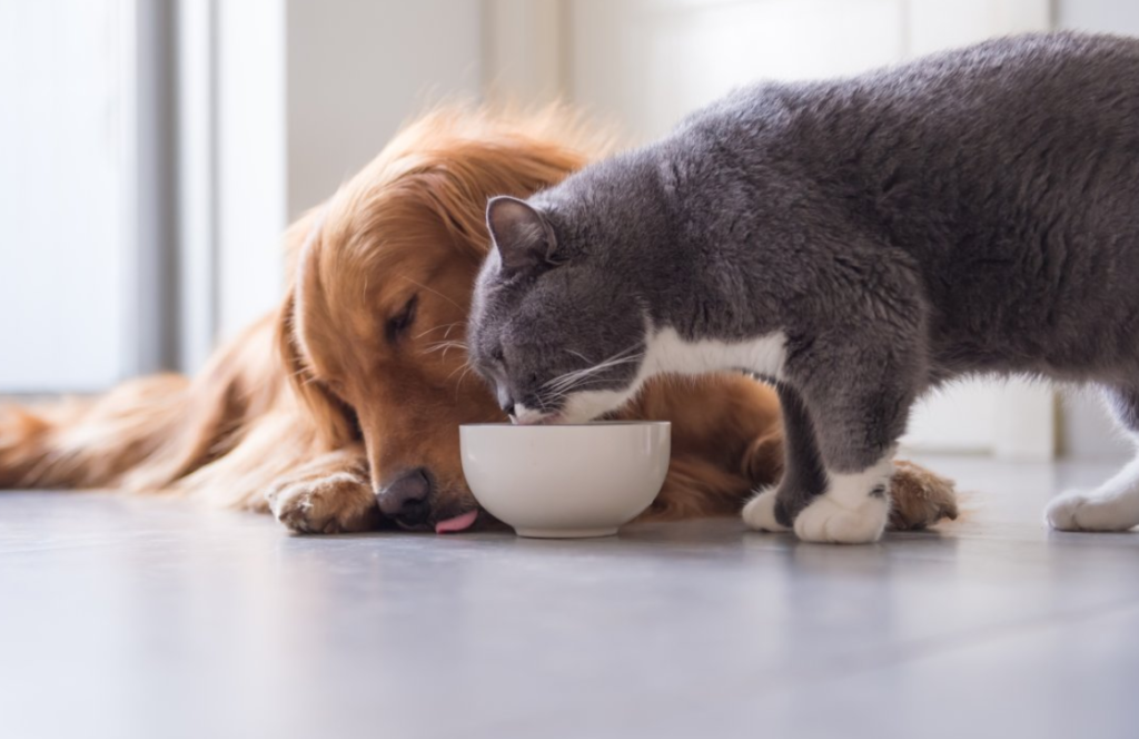 Bengal Cat | Can Dogs Eat Cat Food?