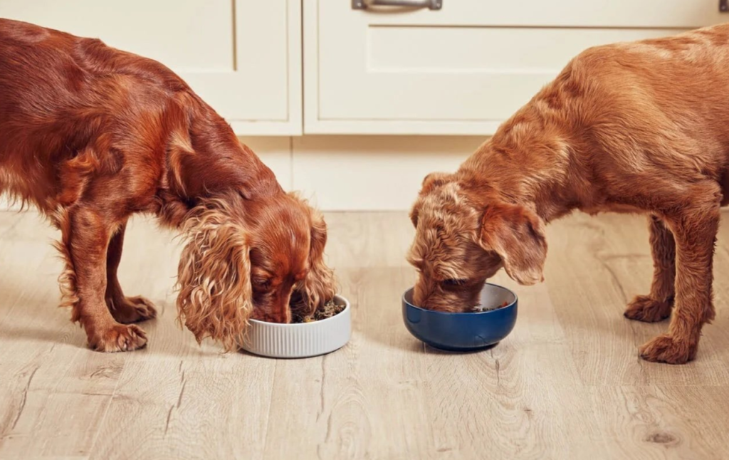 Bengal Cat | Can Dogs Eat Cat Food?