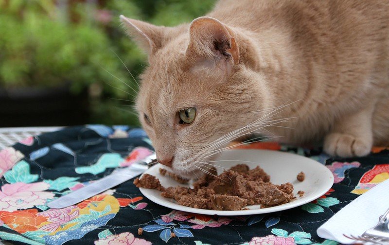 cat food due to bird flu risk