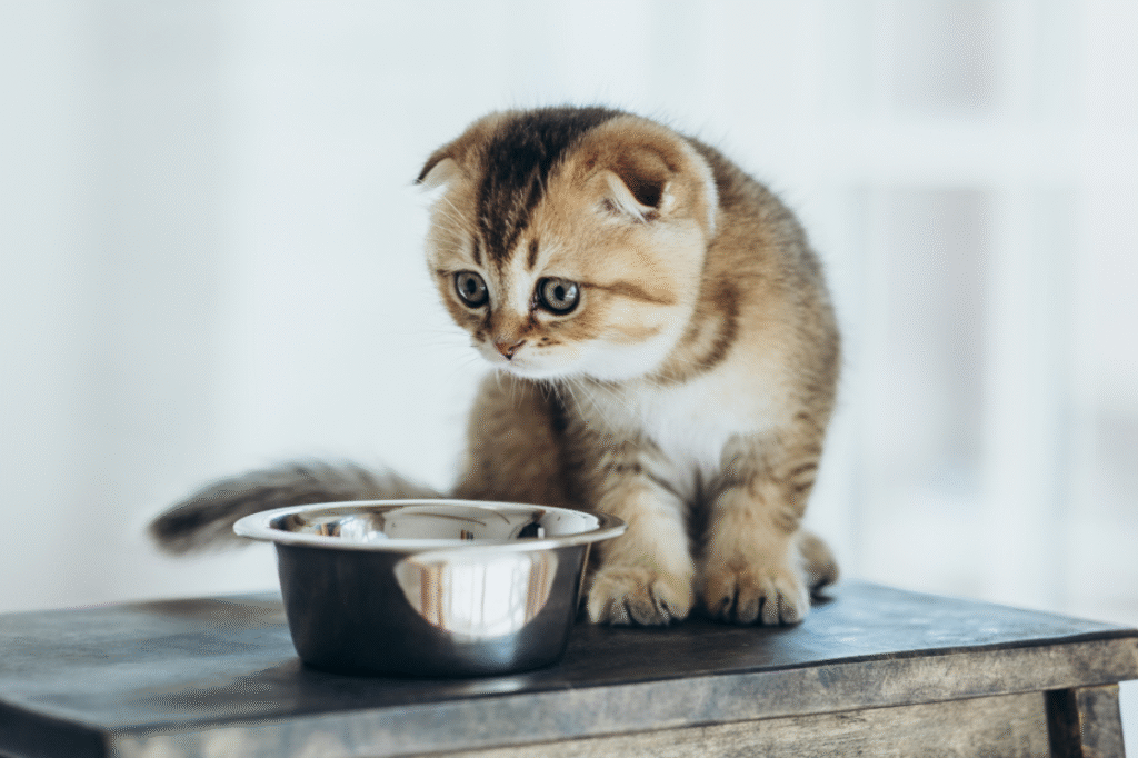 cat food due to bird flu risk