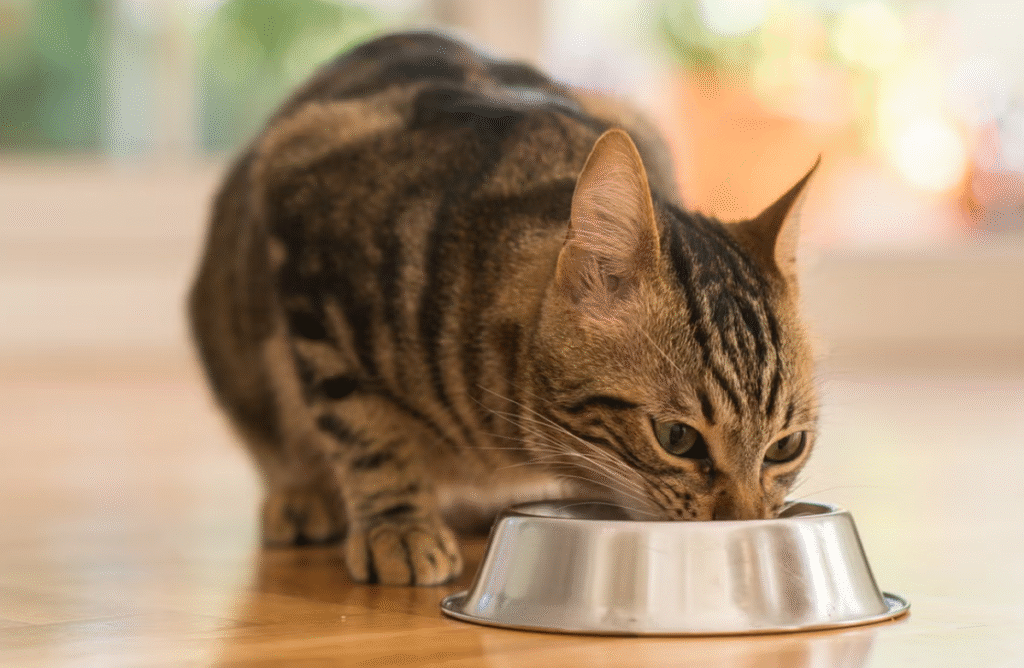 cat food due to bird flu risk