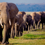Elephants in United States