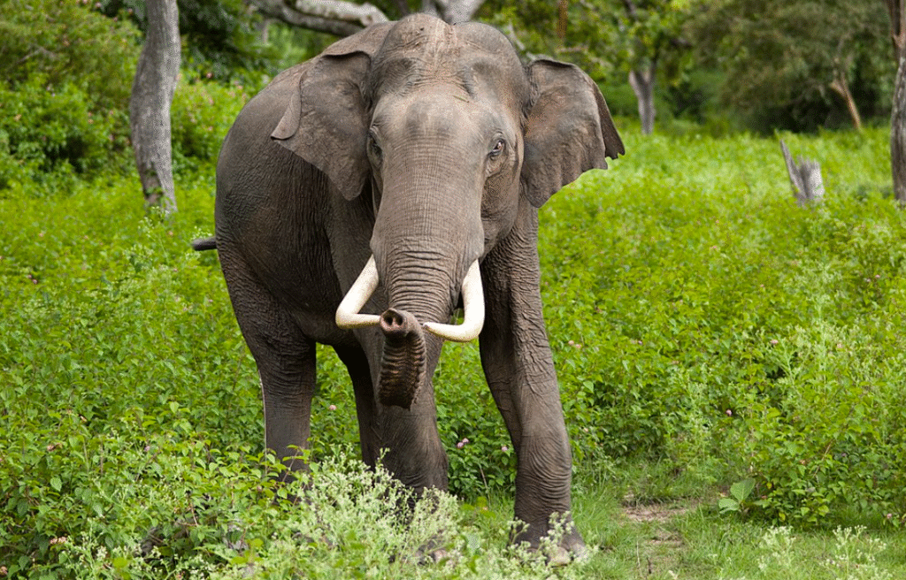 Elephants in United States