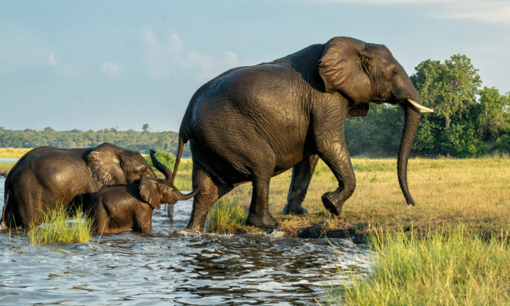 Elephants in United States