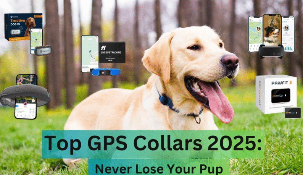 GPS Fence Dog Collar Longest Battery Life 2025